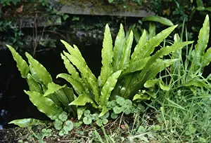 Hart's Tongue Fern