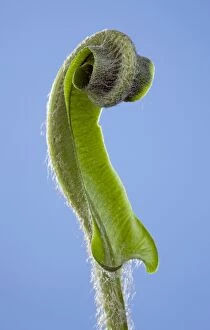Images Dated 30th April 2010: Harts Tongue Fern - development of leaf