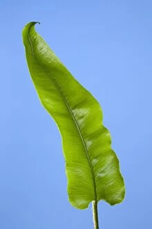 Images Dated 11th May 2010: Harts Tongue Fern - development of leaf