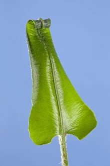 Images Dated 11th May 2010: Harts Tongue Fern - development of leaf