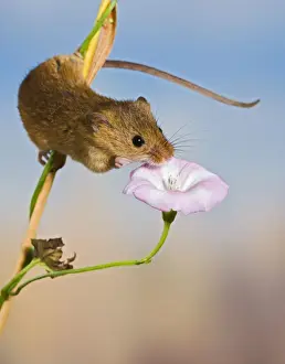 Bindweed Prints: Harvest mice - on bindweed Bedfordshire UK 005914