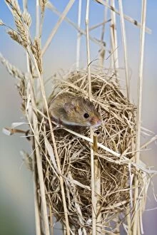 Harvest mice - on nest