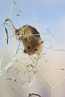 Harvest mice - on peas