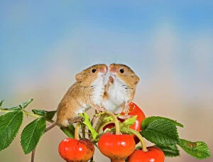 Couples Collection: Harvest mice - on rose hips Bedfordshire UK