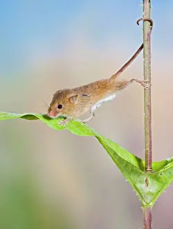 Climbing Prints: Harvest mice - on teasel using tail to cimb Bedfordshire UK