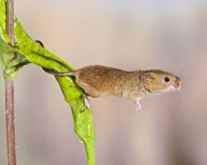 Harvest mice - on teasel - using tail to grip