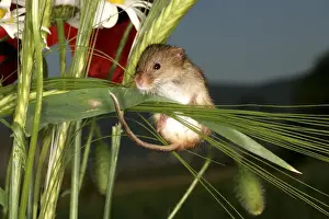 Harvest Mouse