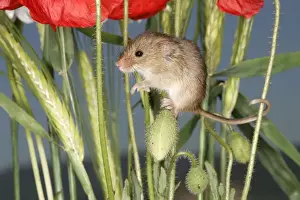 Harvest Mouse
