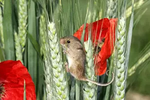 Harvest Mouse