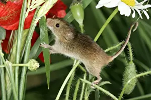 Harvest Mouse