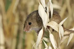 Harvest Mouse