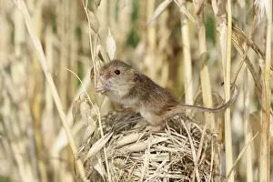 Harvest Mouse