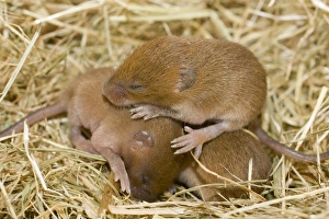 Harvest mice - on nest