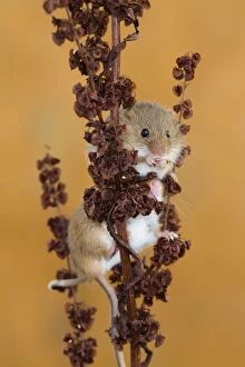 Images Dated 22nd September 2012: Harvest Mouse