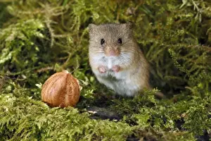 Mouse Prints: Harvest Mouse - alert, beside hazel nut, Lower Saxony, Germany