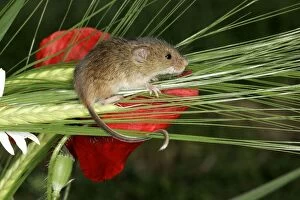 Images Dated 18th May 2004: Harvest Mouse - balancing on plants. Alsace France