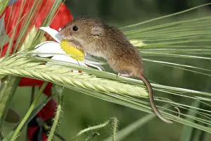 Harvest Mouse - balancing on plants. Alsace France