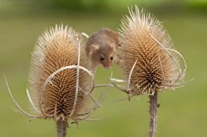 Harvest Mouse. balancing between teasel heads