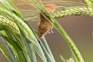Images Dated 9th July 2011: Harvest Mouse - in barley