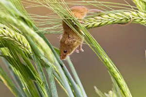 Agility Prints: Harvest Mouse - in barley - Bedfordshire UK 14414