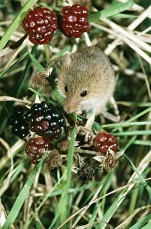 Harvest Mouse - with Berries