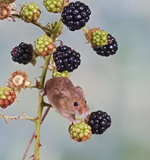 Blackberry Prints: Harvest mouse - on blackberries Bedfordshire UK