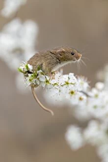Blackthorn Gallery: Harvest Mouse - on Blackthorn Blossom - Devon - UK