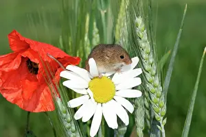 Wheat Prints: Harvest Mouse - climbing on daisies & poppies. Alsace France