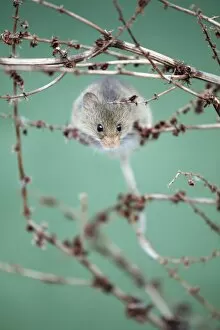 Images Dated 15th March 2009: Harvest Mouse - climbing between stalks of Dock plant, Lower Saxony, Germany