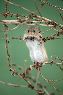 Images Dated 15th March 2009: Harvest Mouse - climbing between stalks of Dock plant