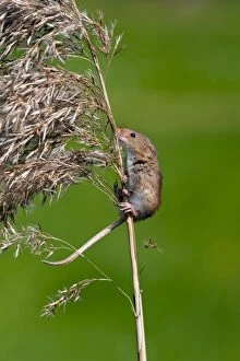 Images Dated 22nd April 2011: Harvest mouse - climbing up stem of common reed - taken under controled conditions -Lincolnshire