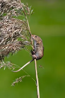 Balance Prints: Harvest mouse - climbing up stem of common reed - taken under controled conditions -Lincolnshire - UK