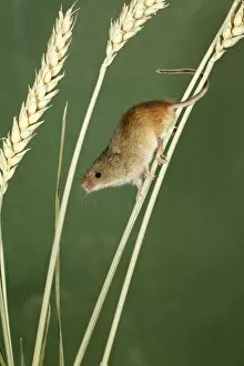 Images Dated 16th February 2009: Harvest Mouse - climbing using prehensile tail, between wheat stalks, Lower Saxony, Germany