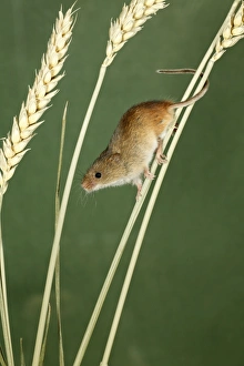Harvest Mouse - climbing using prehensile tail, between wheat stalks Harvest Mouse - climbing using prehensile tail, between wheat stalks