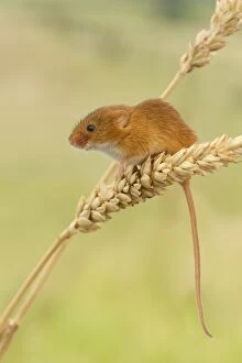 Images Dated 28th July 2012: Harvest Mouse - climbing on wheat looking for food - July