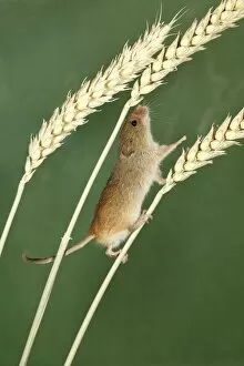 Images Dated 16th February 2009: Harvest Mouse - climbing between wheat stalks using prehensile tail to balance, Lower Saxony
