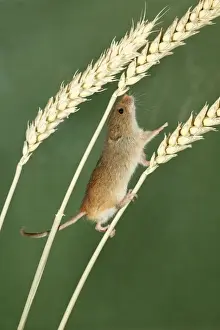 Wheat Prints: Harvest Mouse - climbing between wheat stalks using prehensile tail to balance