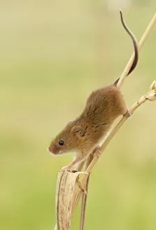Images Dated 28th July 2012: Harvest Mouse - climbing down wheat stem looking for food- July