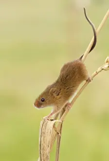 Crop Prints: Harvest Mouse - climbing down wheat stem looking for food- July - Staffordshire - England