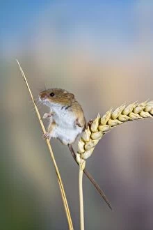 Images Dated 8th August 2008: Harvest mouse - on corn head Bedfordshire UK 005858
