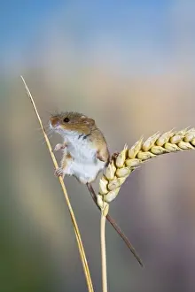 Agility Prints: Harvest mouse - on corn head Bedfordshire UK 005858