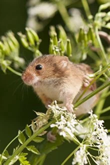 Harvest Mouse - on cow parsley. North Lincolnshire