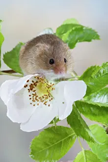 Climbing Prints: Harvest Mouse - on dog rose - Bedfordshire - UK 007624
