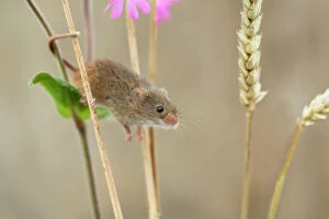 Harvest Mouse - on Ears of Wheat - Devon - UK