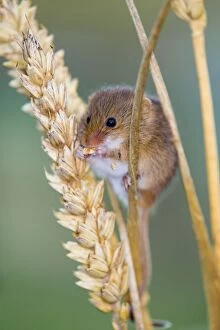 Images Dated 4th December 2012: Harvest Mouse - eating Ear Wheat