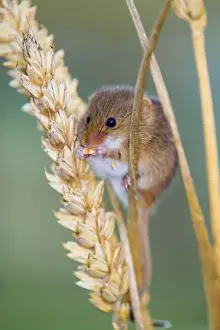 Crops Prints: Harvest Mouse - eating Ear Wheat - UK