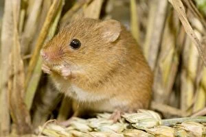 Images Dated 1st August 2009: Harvest Mouse eating wheat seed. UK