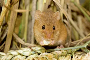 Images Dated 1st August 2009: Harvest Mouse eating wheat seed. UK