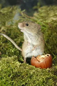 Hazelnut Prints: Harvest Mouse - feeding on hazel nut, Lower Saxony, Germany