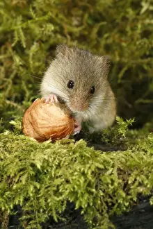 Harvest Mouse - feeding on hazel nut, Lower Saxony, Germany